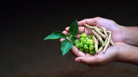 KSM-66 Ashwagandha: 5 bewezen voordelen voor stress, rust & focus